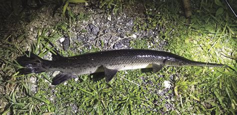 Species 148 — Longnose Gar Caughtovgard