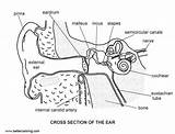 Ear Anatomy Diagram Coloring Pages Printable Kids Adults Print Color sketch template