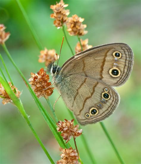 Little Wood Satyr Alabama Butterfly Atlas