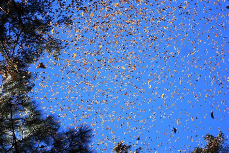 monarch butterfly biosphere reserve mexico lac geo