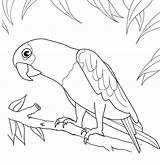 Parrot Loros Toucan Colouring Parrots Ausmalbilder Papegaai Imagenes Toco Papagei Pajaros Dieren Birds Mewarnai sketch template