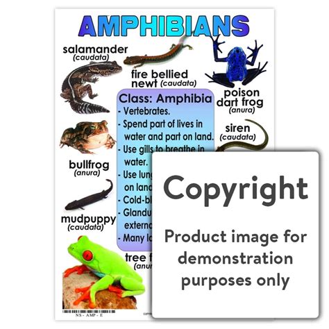 amphibians depicta