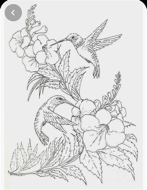 pin  patti rose  cards   hummingbird drawing bird coloring