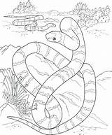Coloring Snake Rattlesnake Pages Coral Mamba Getcolorings Getdrawings Print Colorings Diamondback sketch template