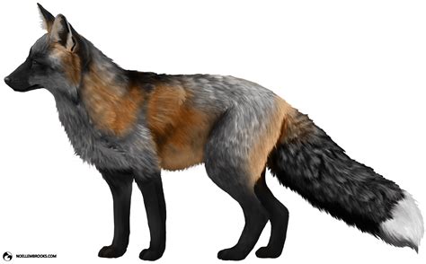 Cross Red Fox