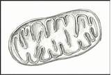 Mitochondria Sketch Chloroplast sketch template