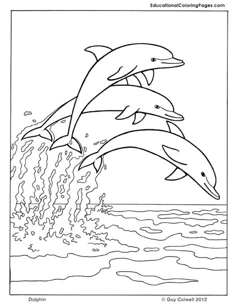 bottlenose dolphin coloring page  getcoloringscom  printable