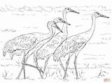Sandhill Cranes Crane Crowned Siberian Grullas Florida Designlooter Supercoloring sketch template