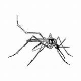Dengue Chicungunya Transmissor Mosquito Tudodesenhos sketch template