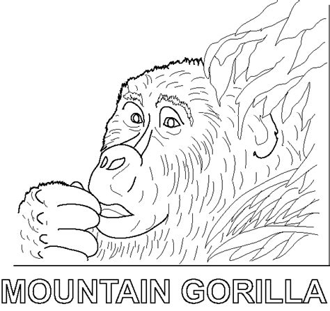 gorilla coloring pages  kids updated