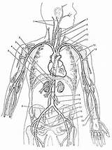 Coloring Veins Arteries Anatomy Vein Worksheeto Artery sketch template