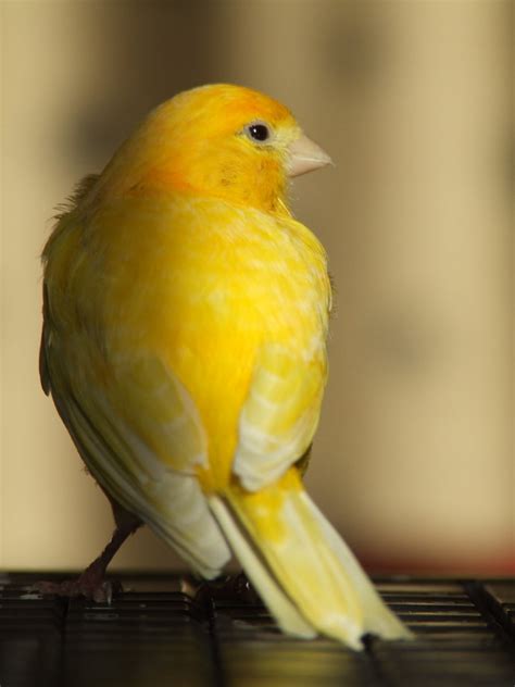 canary az birds