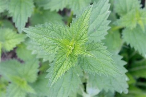 family herb stinging nettle leaf  herbal academy