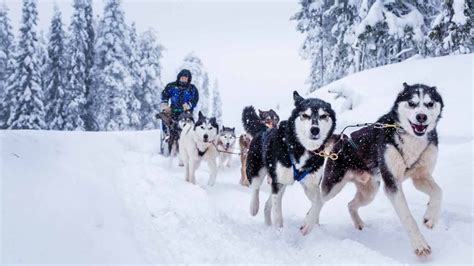 husky puppy lapland finned travel pictures puppies adventure dogs pint wanderlust