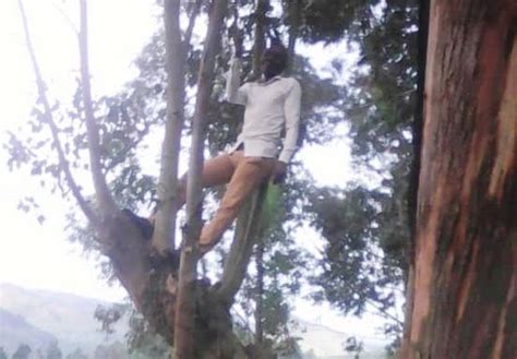 health worker applauded for climbing tree to send data of