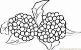 Coloring Blackberries Berries Pages Coloringpages101 Online sketch template