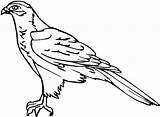 Outline Netart Falcons Webstockreview Atlanta Birds sketch template