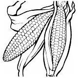 Coloring Corn Ears sketch template