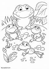 Frogs Frog Coloring Life Cycle Pages Family sketch template
