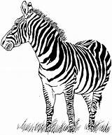 Zebra Coloring Pages Printable Kids Stamps sketch template