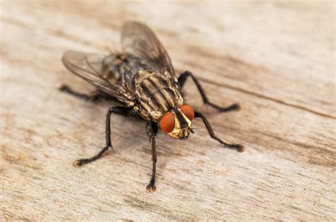natural fly repellents   rid  home  flies