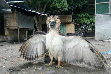 philippine eagle sinagip ng denr sa sarangani abs cbn news