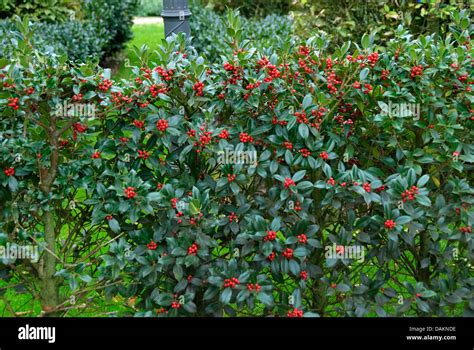 common holly english holly ilex aquifolium jc van tol ilex aquifolium jc van tol cultivar