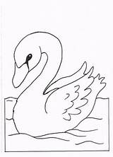 Swans Coloring Pages Fun Kids sketch template