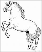 Rearing Horse Coloring Pages Horses Color Online Colorings Print Getcolorings Printable Getdrawings Coloringpagesonly sketch template