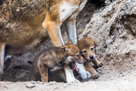 Check Out These Cute Red Wolf Pups Venturing Out To Play