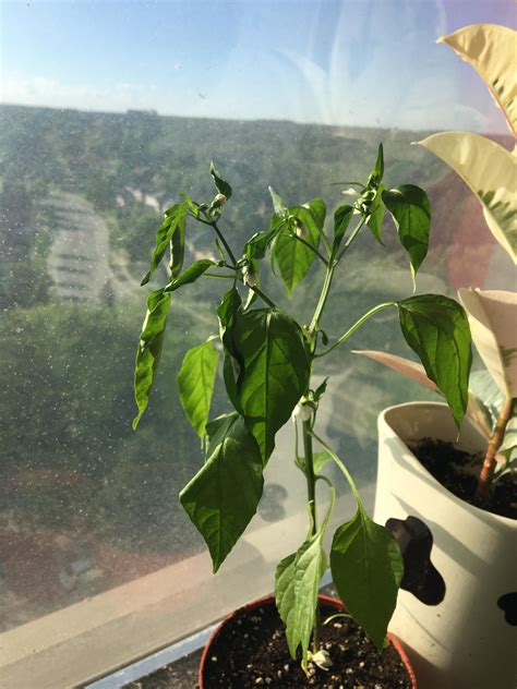 pepper plant dropping info  comments rplantclinic