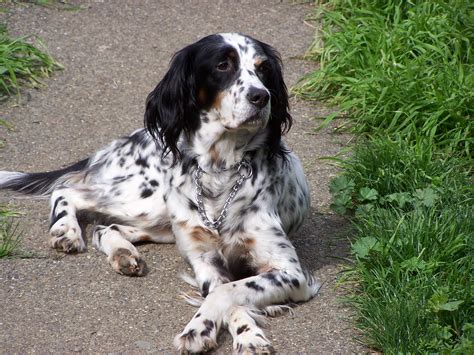precious feather girl     home english setter dogs english setter