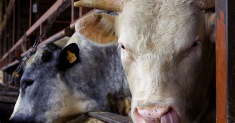 bse outbreak mad cow disease found on british farm mirror online