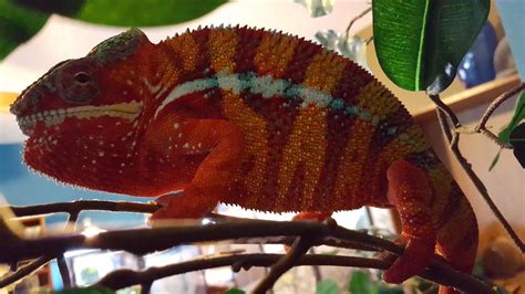 gorgeous panther chameleons for sale ambilobe panther