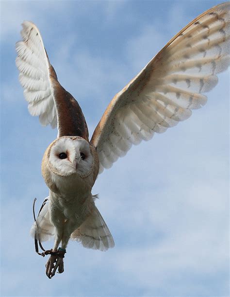 barn owls creepy but cute gallery ebaum s world