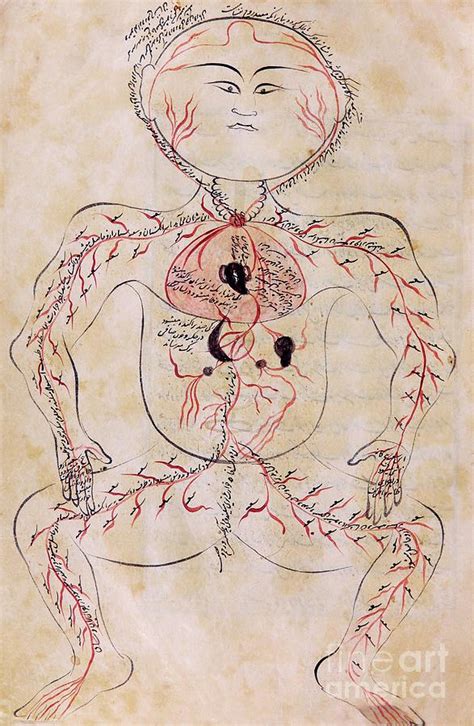 Mansurs Anatomy Photograph By Us National Library Of Medicine Science