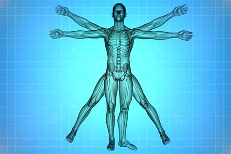 easiest   learn anatomy  physiology randomhealthnetcom
