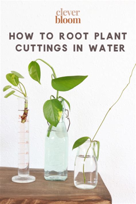 root plant cuttings  water  propagation