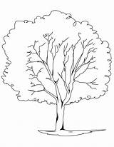 Elm Coloring Tree 95kb sketch template