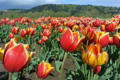 beautiful hope  saturday   tulip farm