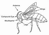 Insect Anatomy Purdue Housefly Its Eyes Exoskeleton Bug Labels Diseases Entomology Their Mouthparts sketch template