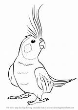 Cockatiel Draw Drawing Bird Birds Parrot Drawings Cartoon Step Outline Easy Animal Svg Desenhos Pencil Clipart Tutorials Cute Coloring Pages sketch template