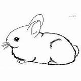 Coloring Bunny Cute Pages Kids sketch template