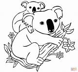 Koala Coloring Baby Pages Cute Bear Drawing Back Bears Colouring Color Mother Animals Babies Supercoloring Kids Koalas Print Printable Coloriage sketch template