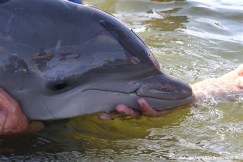 day  dolphin calf saved   georgia aquarium