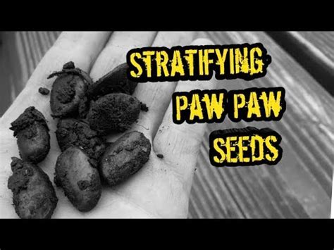 grow pawpaw  seed part  stratification youtube
