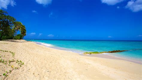 Paradise Beach In Barbados Expedia