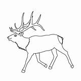 Elk Coloring Pages Kids Animals Head Index Print Deer Template sketch template