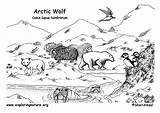 Arctic Animal Habitats Ecosystem Tundra sketch template