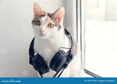 cat  headphones   windowsill stock image image  fluffy windowsill
